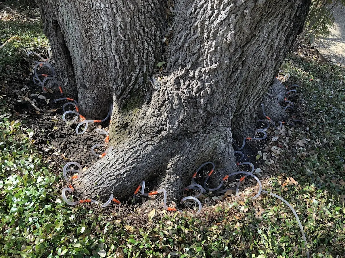 Detailed Tree Cabling and Bracing job site in Monroeville